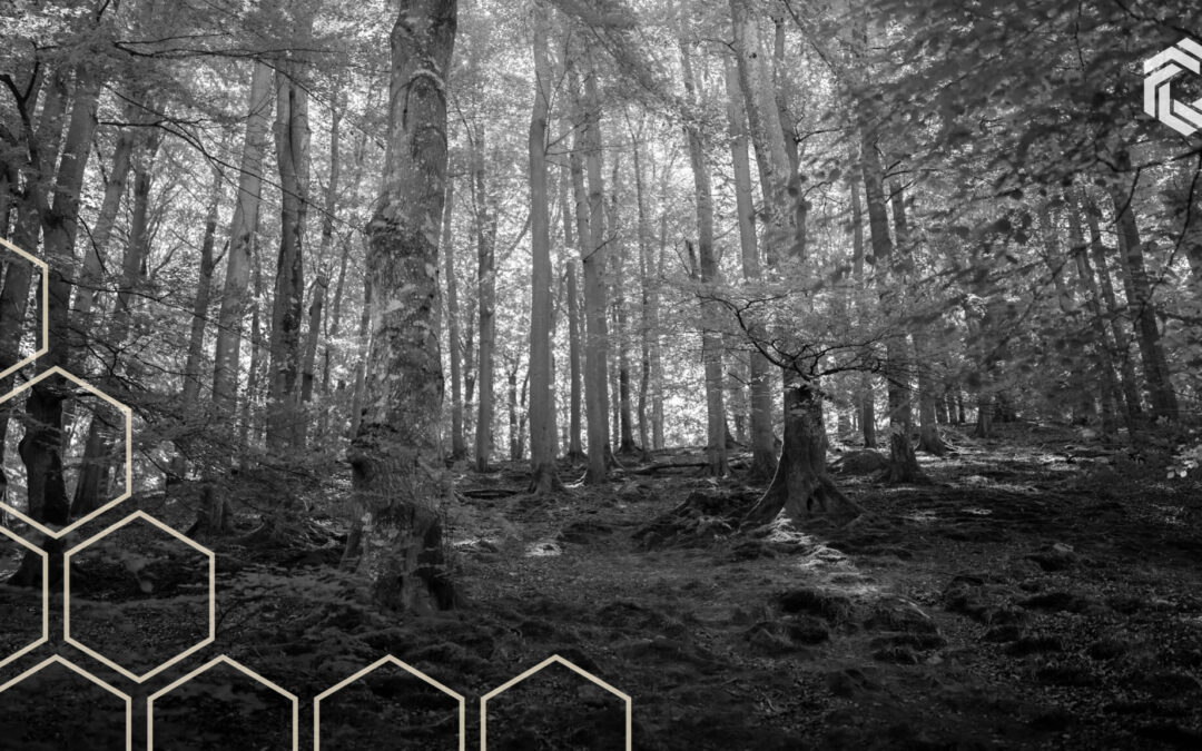 What a Fall in the Woods Taught Me About Grace