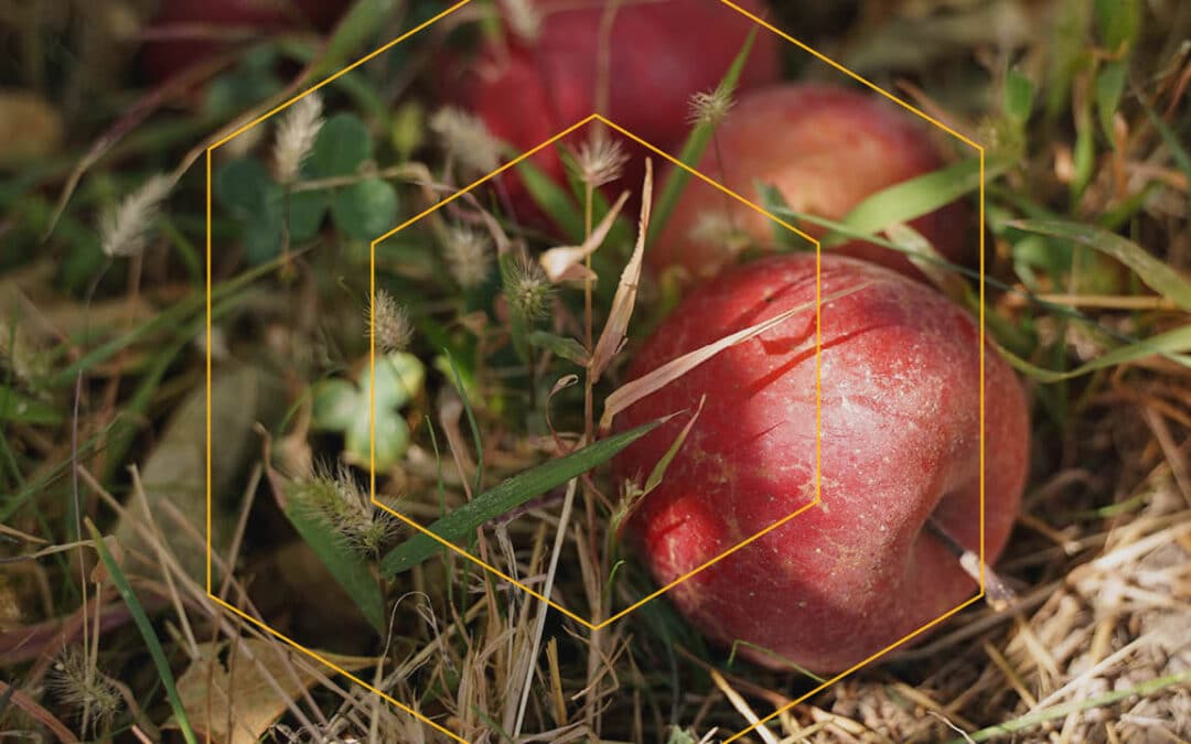 From Fallen Apples to Living Faith