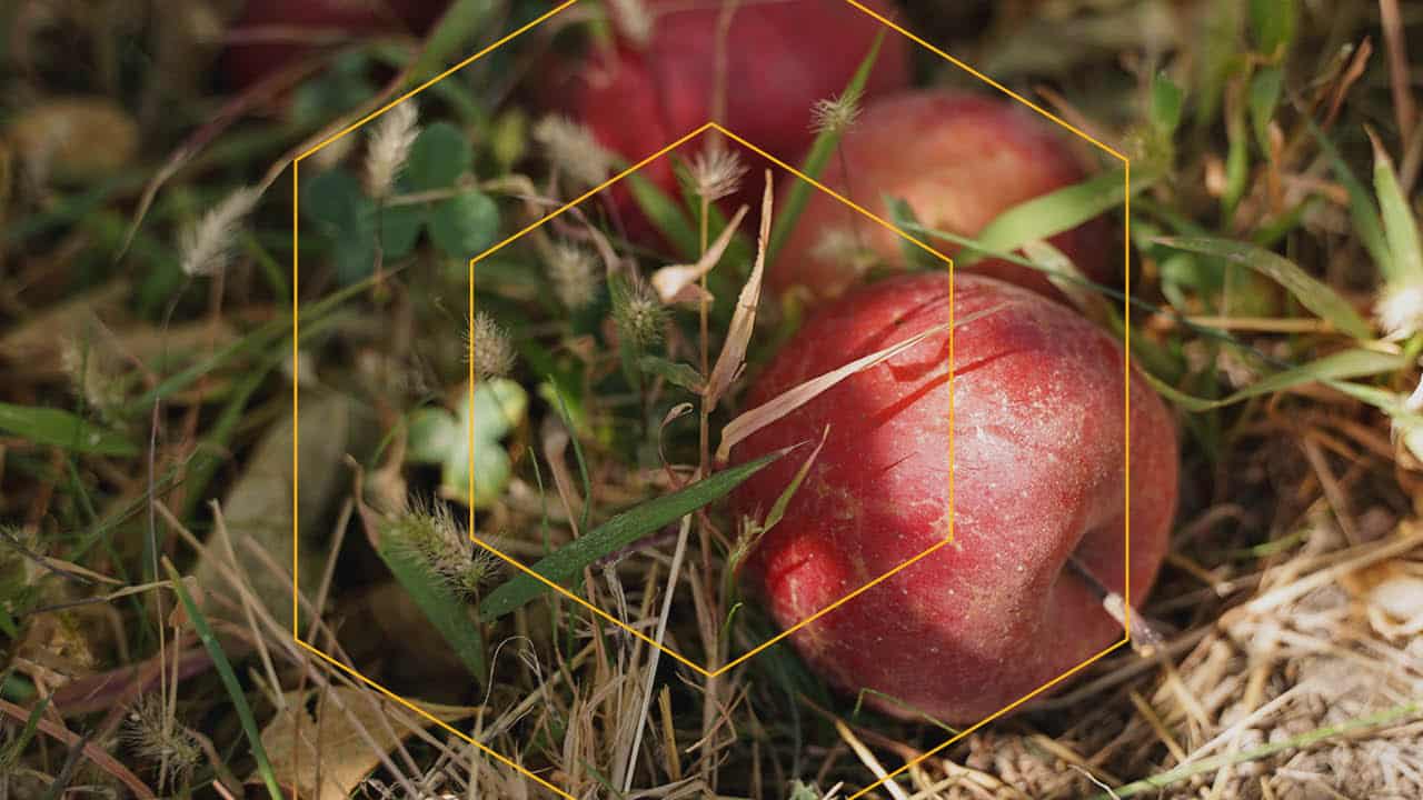 From Fallen Apples to Living Faith